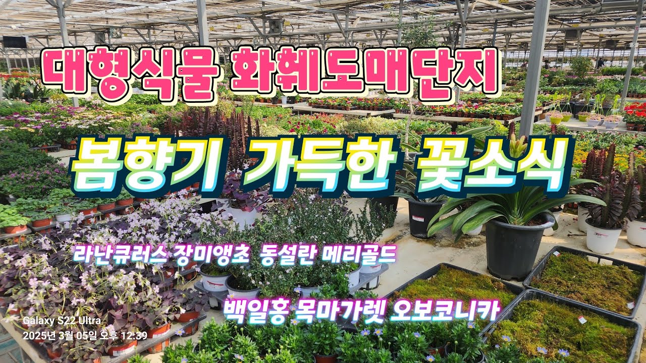 🌿🌴 3월의 부산미래화훼도매단지의  봄소식~식집사들의 성지 #블루스타#제라늄#공기정화식물#다육식물#미래화훼도매단지#라푼젤힐링TV