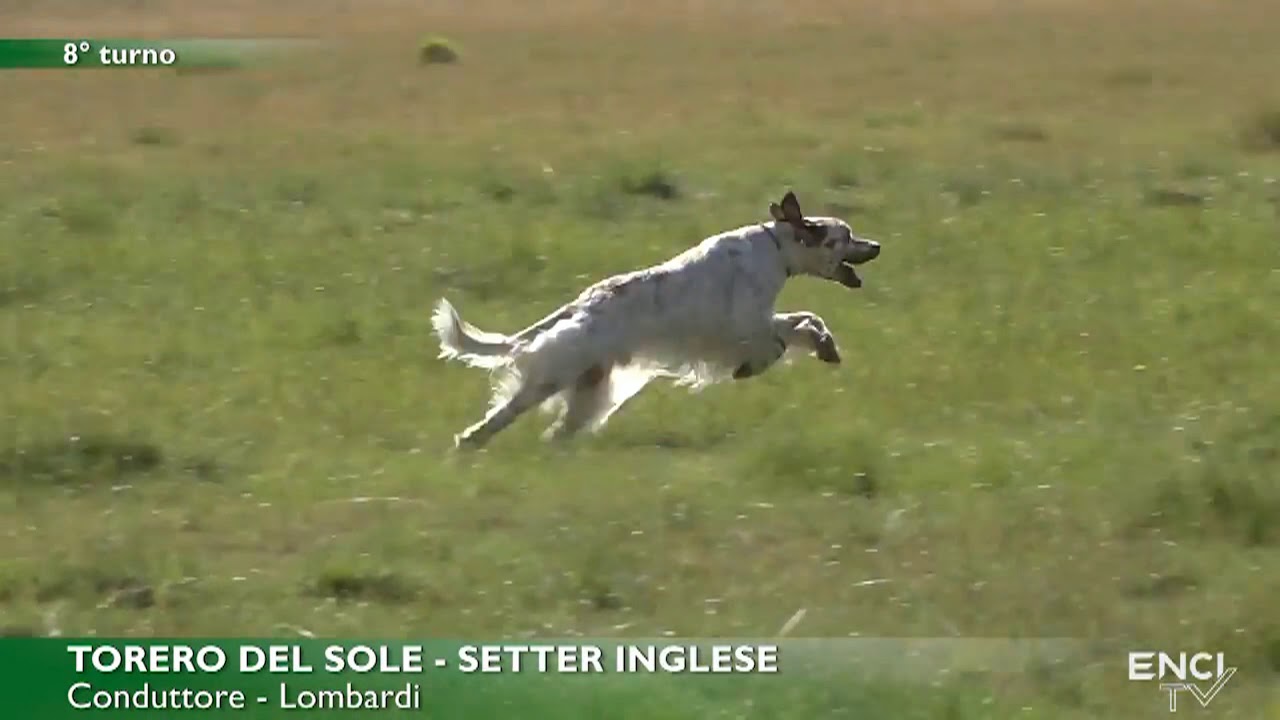 Torero Del Sole Youtube