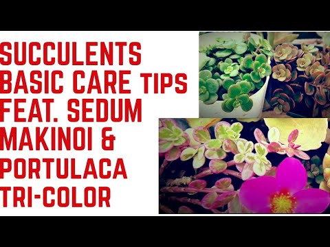 A beginner's guide to succulents Care and Propagation tips. Part 1