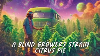 Global Grow Show - The Squishing of Cindy - Grown by BlindNeil