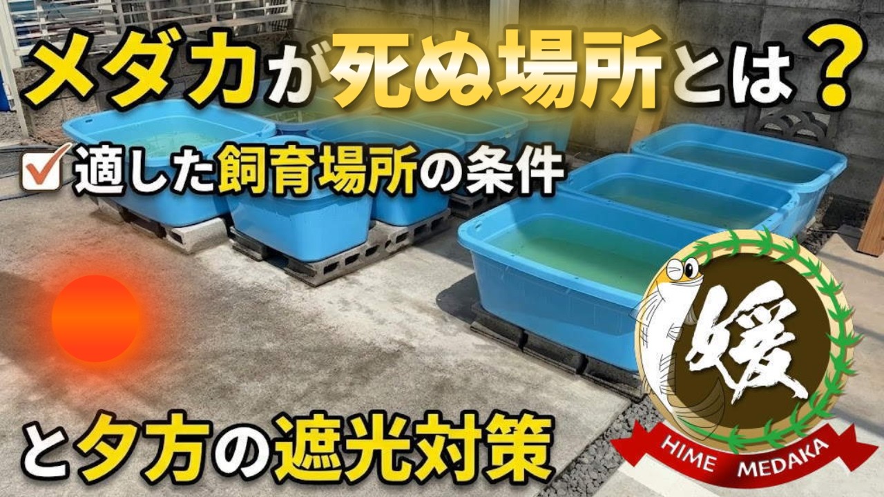 Where do medaka die? Suitable breeding conditions and measures to