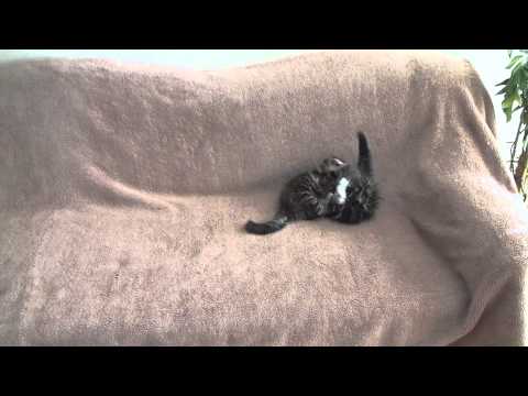 Video: Kaip Prižiūrėti Nėščią Sibiro Katę
