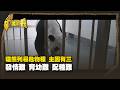 貓熊列易危物種 主因有三 發情難 育幼難 配種難 Part3｜台灣演義 Taiwan History