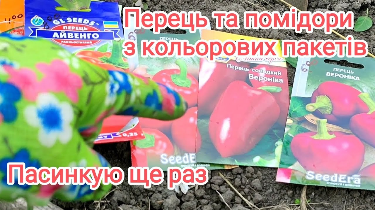 Прийшла дивитись, що росте з кольорових пакетів і продовжую пасинкувать.