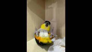 Black-Headed Parrot Pretending to Exercise After Falling