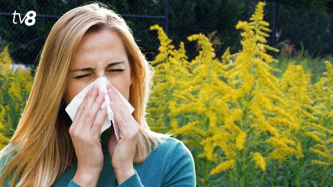 Сезонная аллергия на амброзию. Специалисты рекомендуют немедленно обращаться к врачу