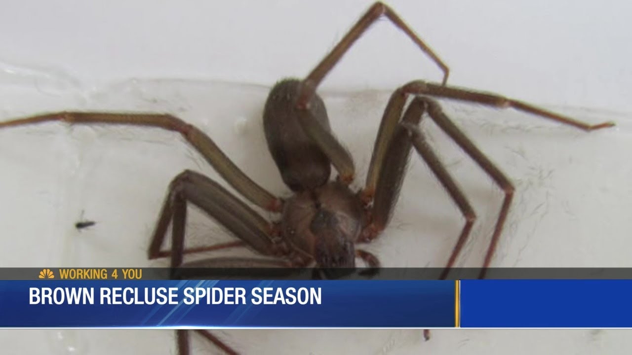 Brown Recluse Spiders in Nashville 8/23/19