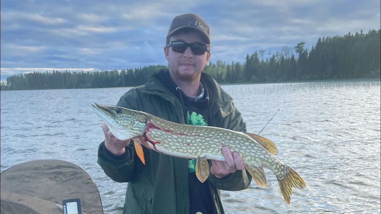 How to fillet a northern pike , get 5 boneless fillets, do it the easy ...