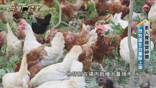 素人養雞變神農　放牧蛋全台量販上架 20230923【台灣向錢衝】PART4