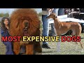 The Most Expensive Dogs In The World | Number One Is An Angel!