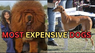 The Most Expensive Dogs In The World | Number One Is An Angel!