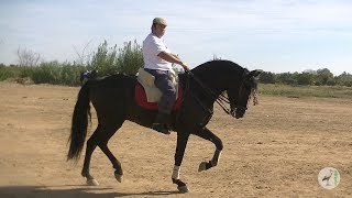 2017, Feria (06)Novelda del Guadiana.
