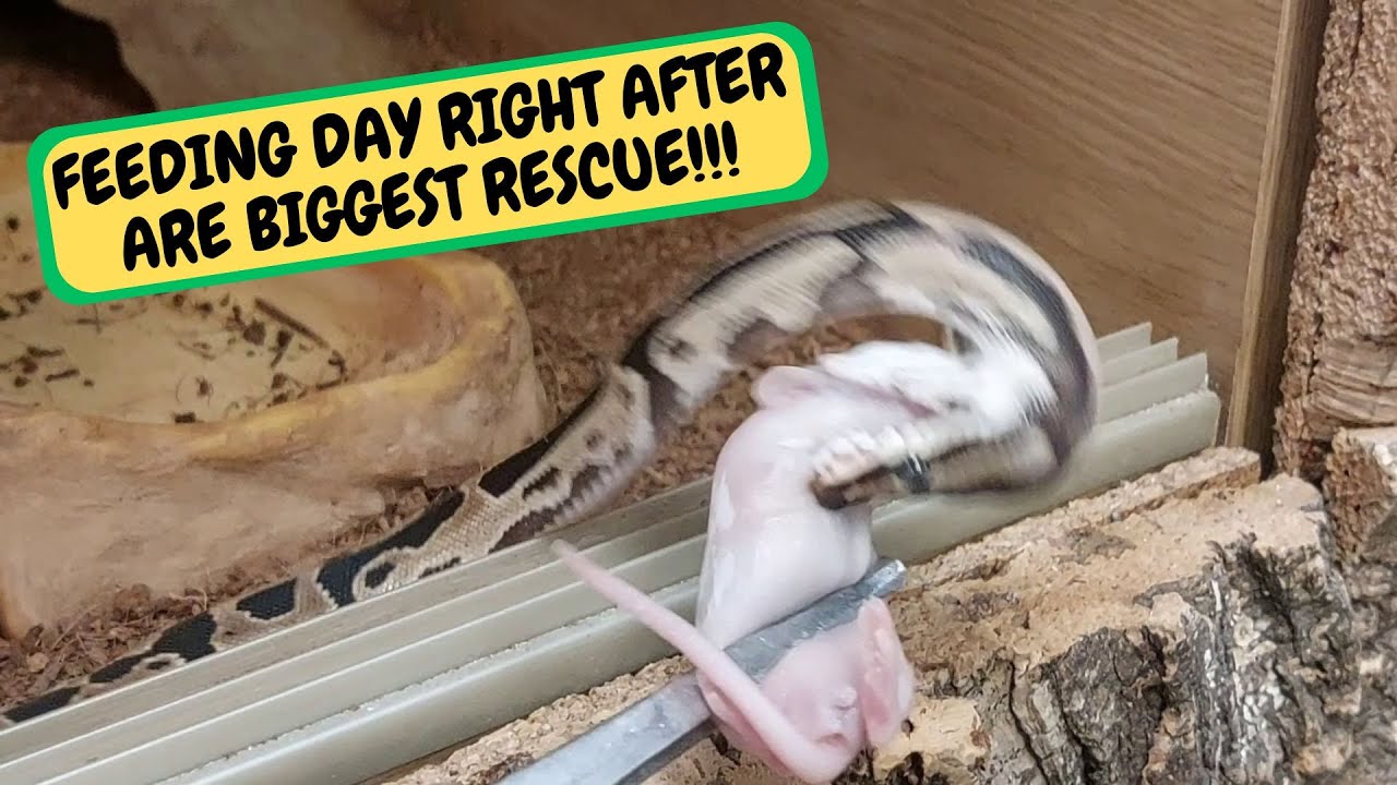 Feeding Day After Are Biggest Rescue (Snake Island Exotics) #reptiles # ...