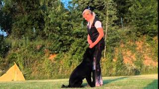 Triniti Vikar   first obedience