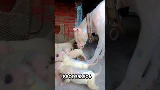 sofi big dogo argentino puppy sale available 😯😯#dog#doglover #dogoargentino #vlog #trending #shorts
