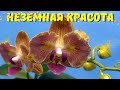 Дебютное цветение &quot;орхо-бабочек&quot;(Phal. Fuller&#39;s Gold Stripe &#39;458&#39; ,  Phal. Sogo Diamond)