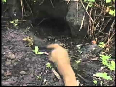 Night creatures at Point Reyes: Weasel