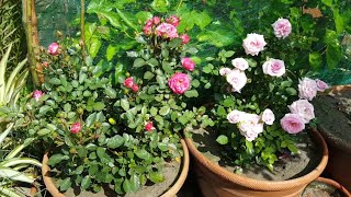 When should I stop fertilizing my roses
