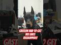 I Had To Get His Ears Recropped For Cosmeticreasons Gastontheeurodoberman I Had To Get His Ears Recropped For Cosmeticreasons Gastontheeurodoberman