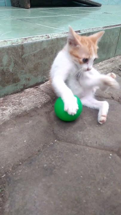 Anak Kucing Main Bola Seru
