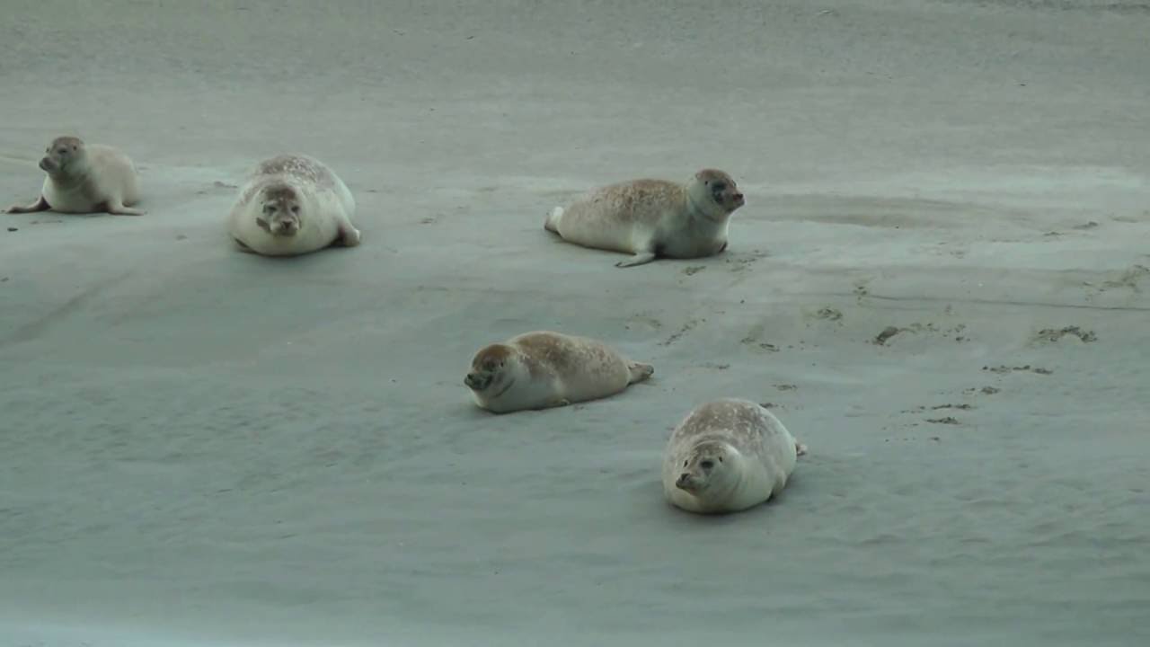 VUE sur les phoques de la Baie d'Authie YouTube