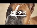 BOXER FIVE THINGS YOU SHOULD KNOW