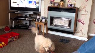 Bubble Eating Miniature Poodle