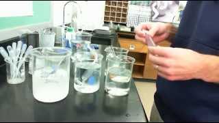Diffusion and Osmosis Mini-Lab Synopsis