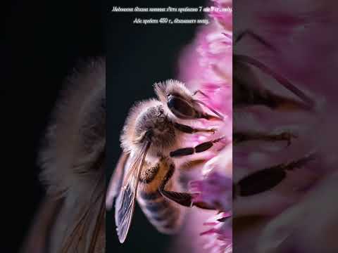 Факти про Бджіл