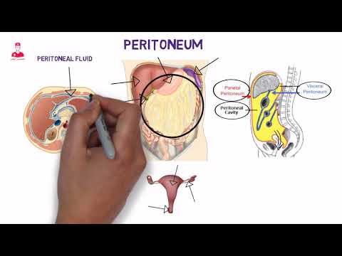 غشاء الصفاق || peritoneum