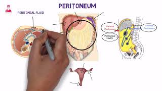 غشاء الصفاق || peritoneum