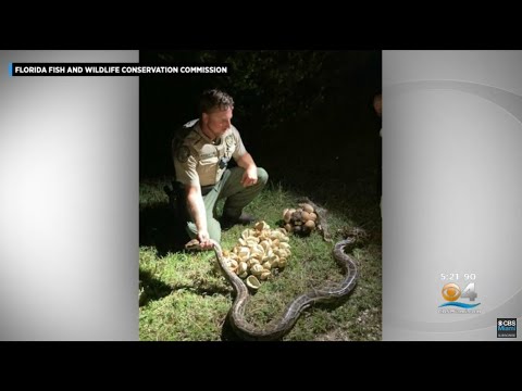 Pythons With Nearly 100 Eggs Found At Big Cypress National Preserve