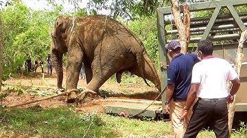 Violently behaved Elephant carried to safer forest to save his life from outraged villagers