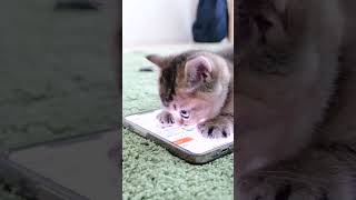 Modern kitten knows how to use the smartphone. #kitten #cute