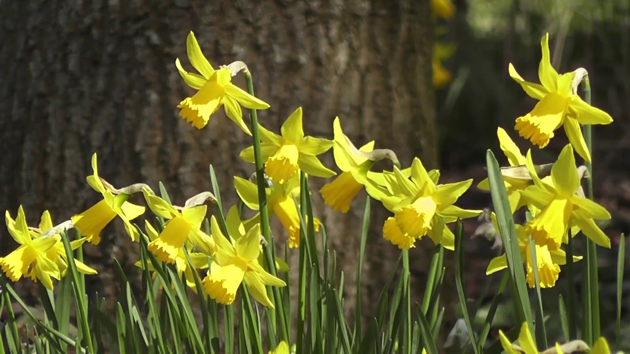 Yellow Flowers - Royalty Free Stock Footage