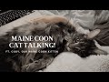 Maine coon cat talking  i want my morning cuddles