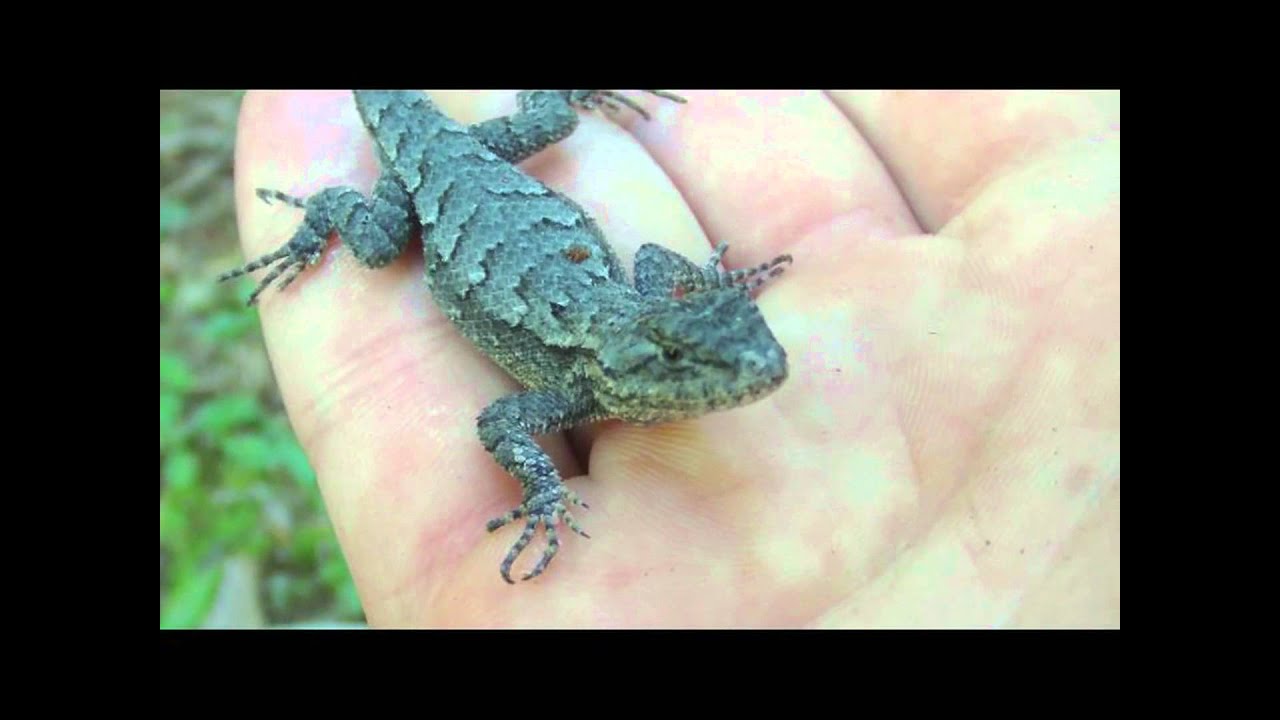 lizard skin grips Eastern Fence Lizard