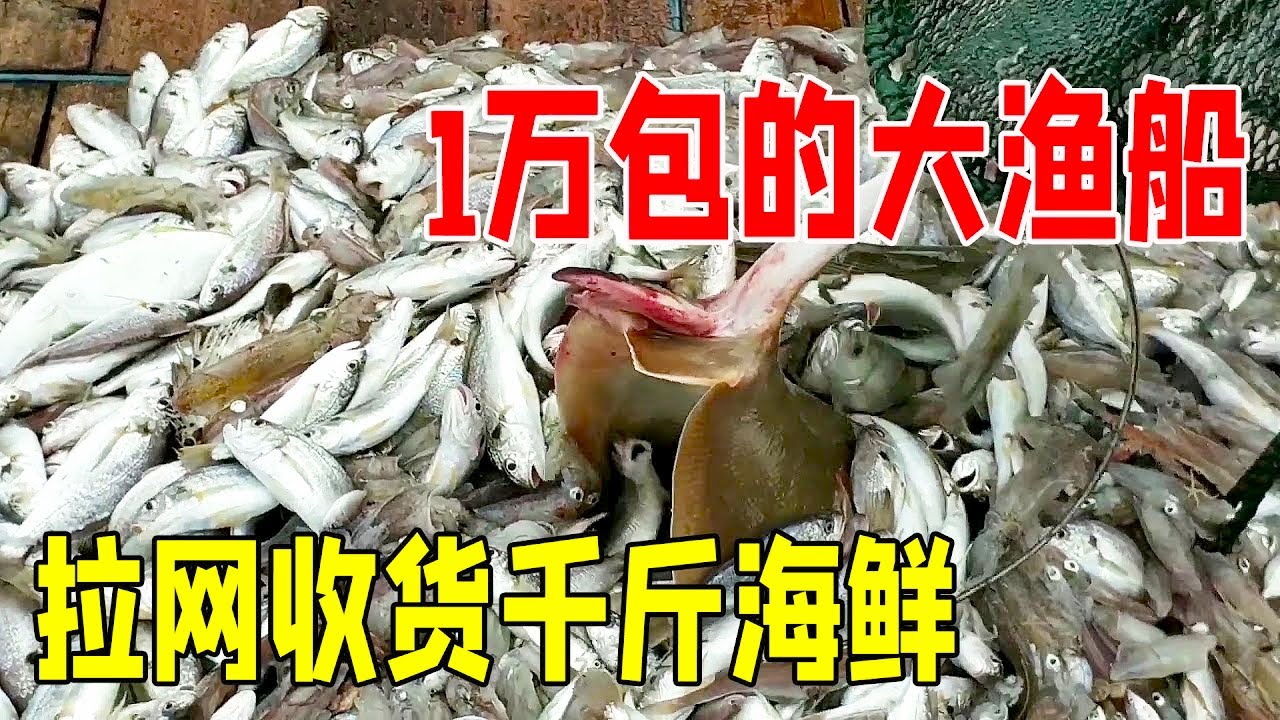 15000包百万级大渔船出海捕鱼，收获千斤海鲜！这运气太好了！