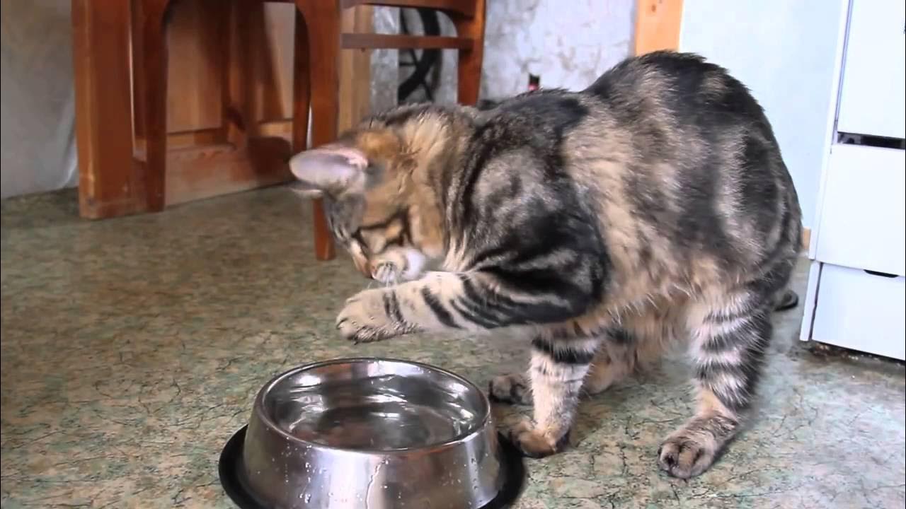 Почему кот не пьет из миски. Мейн кун пьет воду. кот двигает миску. кошка пьет с лапы.