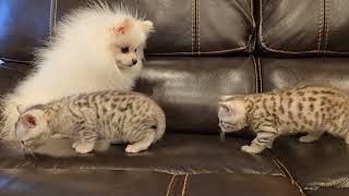 Pomeranian meets kittens