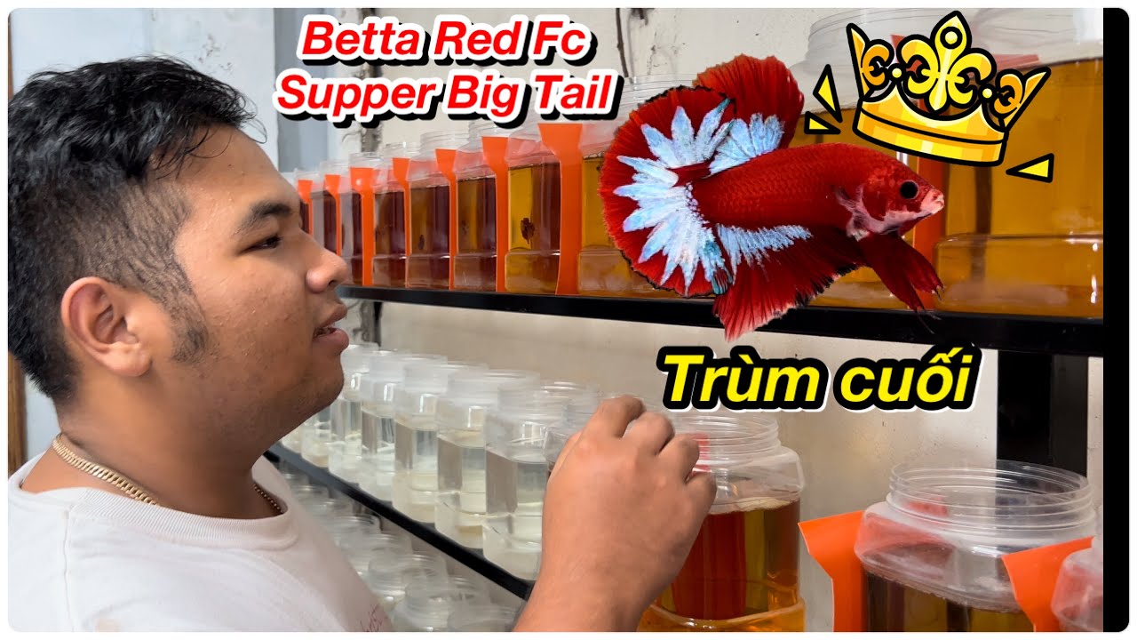 Rickid 16 Tuổi săn cá VIP Red Fc Supper Big Tail của Thanh Hải Betta và cái kết