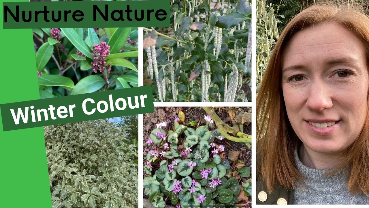 Gardening diaries 24 Ideas for Winter Colour in the Garden YouTube