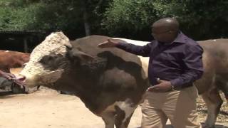 Fleckvieh  Farmers in Kenya - Show Teaser