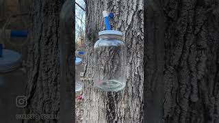 JJ Lawhorn - Tapping Maple Trees - Tennessee Maple Syrup
