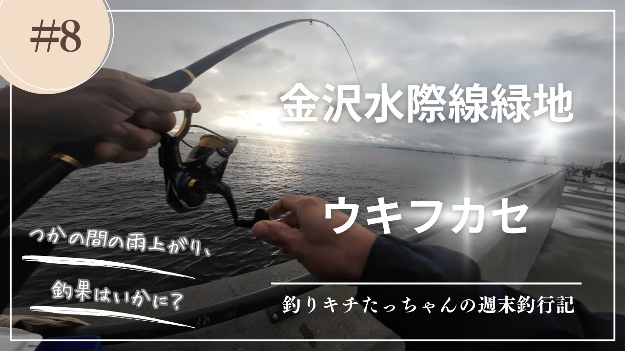 【金沢水際線緑地】束の間の雨上がりもメジナ狙い(2025年10月中旬)