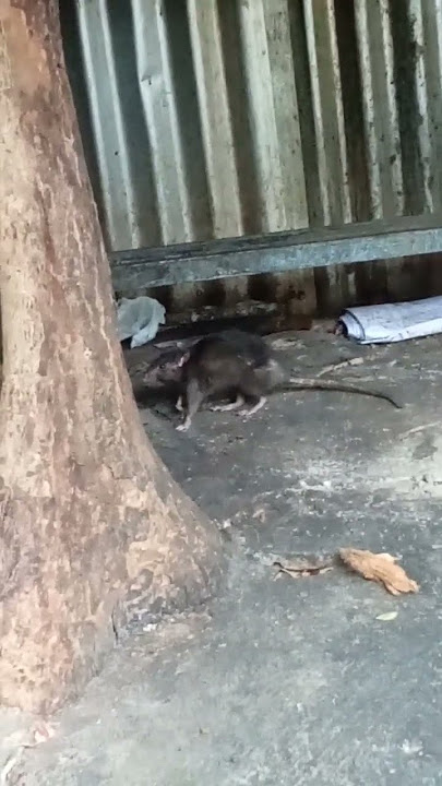 Tikus Kawin #shortvideo