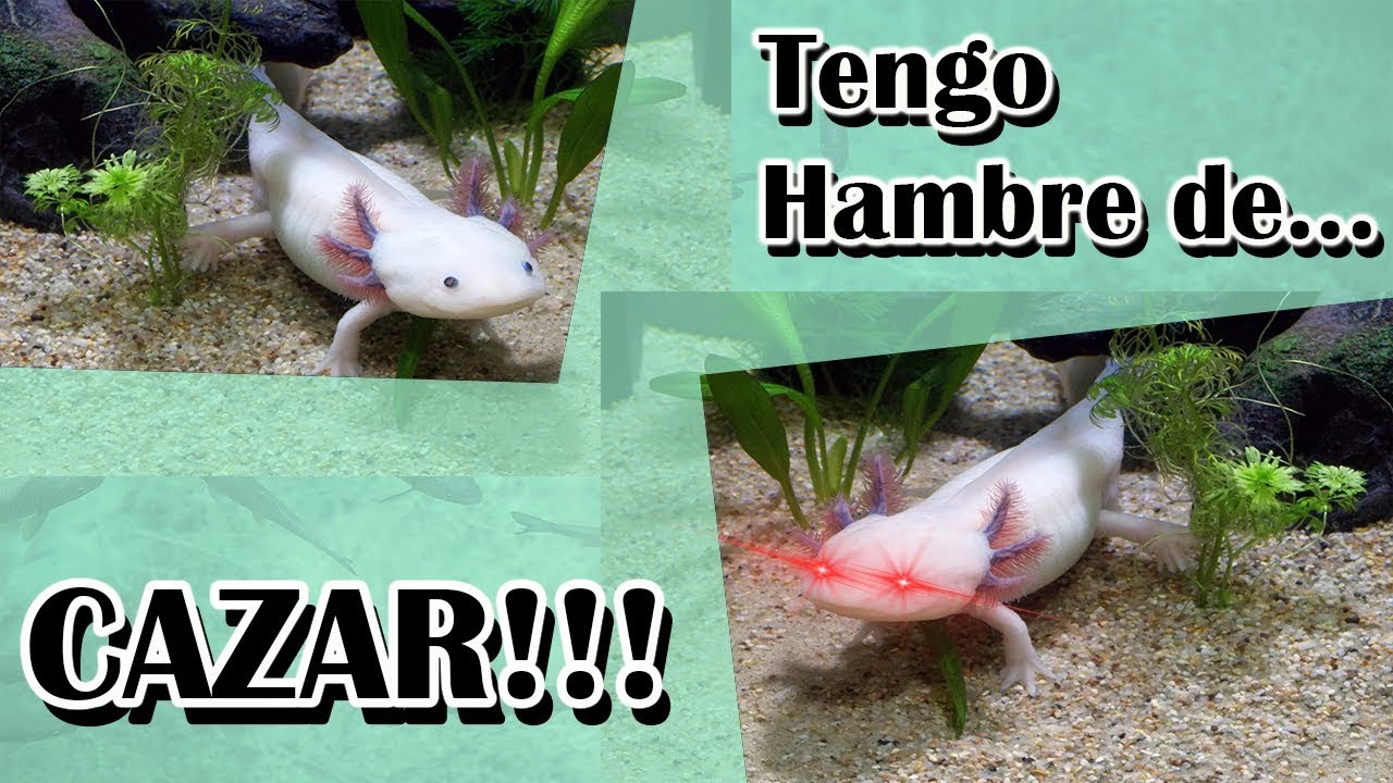 CÓMO PRODUCIR ALIMENTO VIVO PARA TU AJOLOTE / LOMBRIZ ROJA CALIFORNIANA