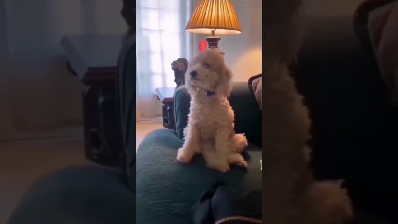 Очень радостный смешной пёсик - YouTube