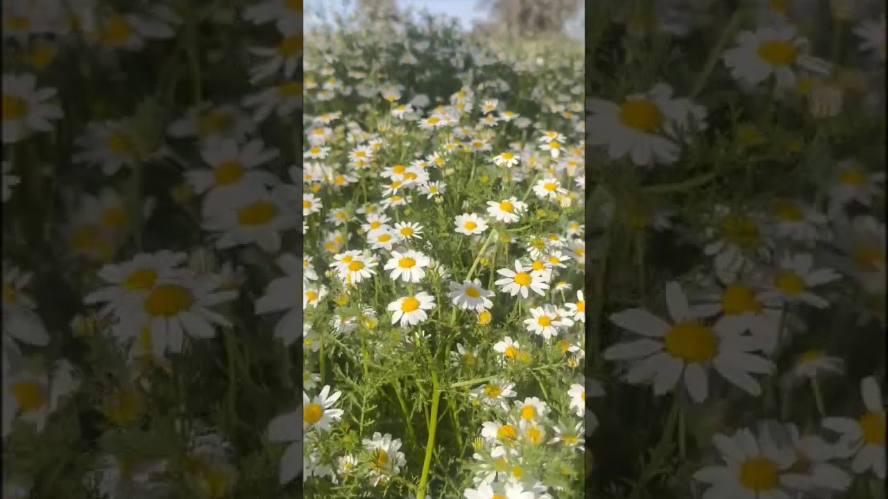 #روضة_خريم ١٤٤٧