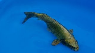 Koi 031 Doitsu Kin Kabuto Japanese 14-15Cm R500